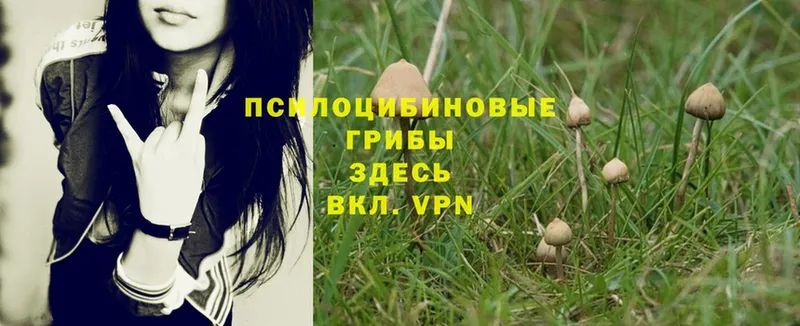 гидра зеркало  Киселёвск  Галлюциногенные грибы Magic Shrooms 